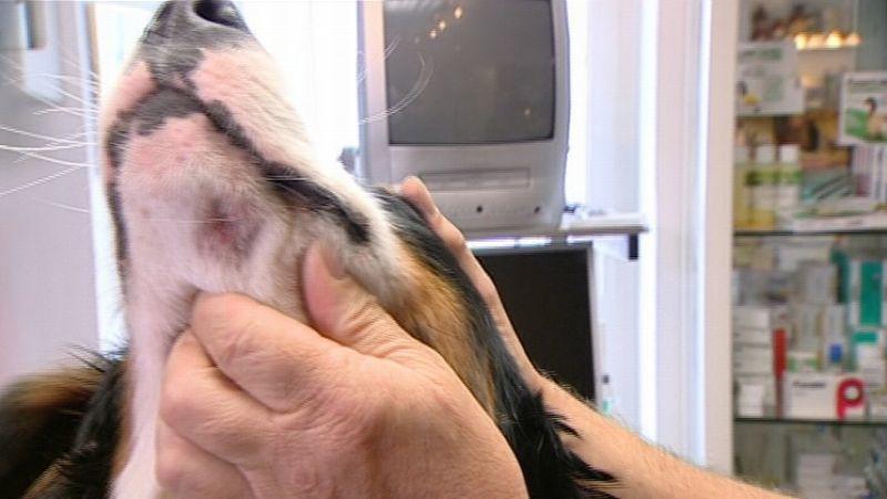 Hautpilz beim Hund Hautpilz beim Hund
