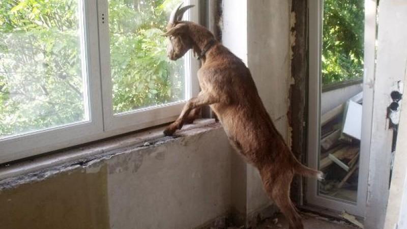 Ein Ziegenbock auf Wohnungssuche Ziegenbock auf Wohnungssuche