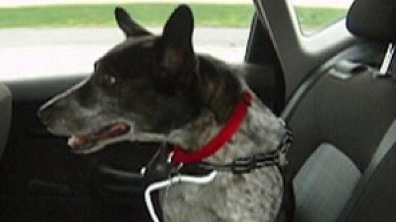 Anschnallsysteme für Hunde Anschnallsysteme für Hunde
