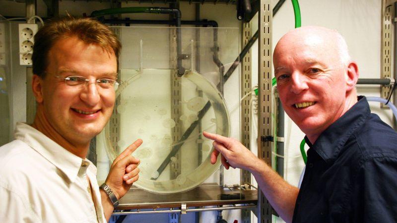 Quallen Matthias Reinschmidt (l.) und Piet Sondervan mit kleinen Ohrenquallen. Foto: VOX/DOCMA/Dr. Gerald Krakauer