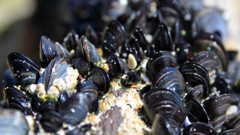 Miesmuscheln Miesmuscheln