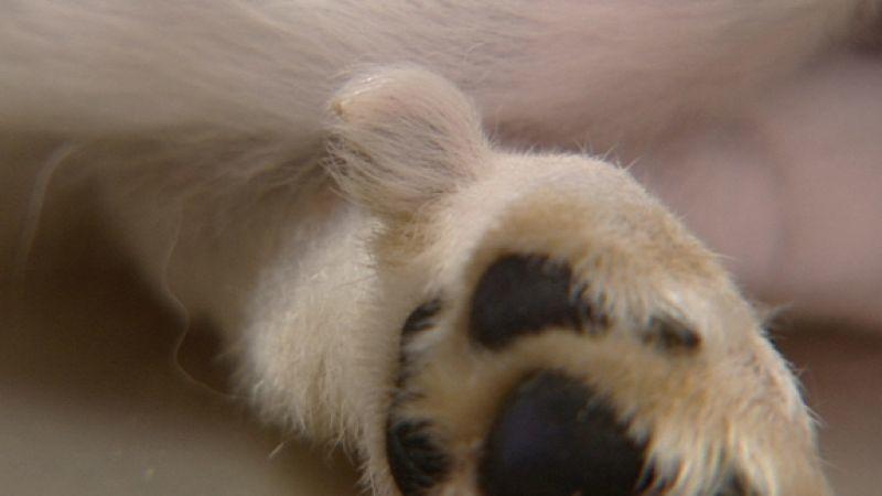 Die After- oder Wolfskralle Wolfskralle beim Hund. Foto: VOX/VP