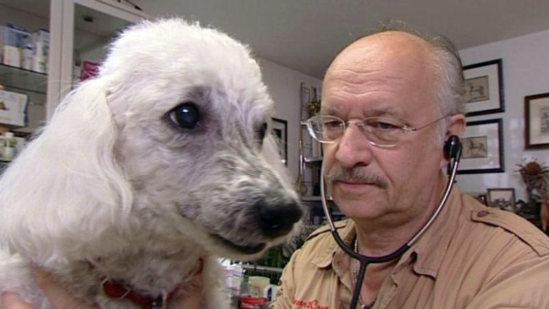 Herzinsuffizienz beim Hund hundkatzemaus-Tierarzt untersucht einen Pudel mit Herzproblemen. Foto: VOX/VP
