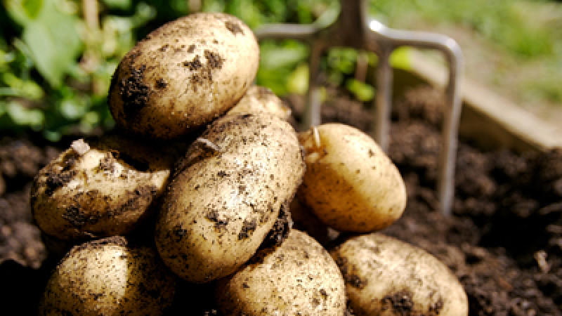 Kartoffeln Kartoffeln