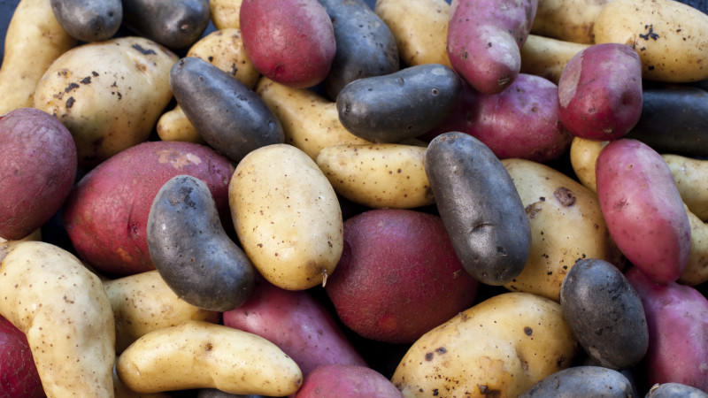 Kartoffeln Kartoffel-Sorten