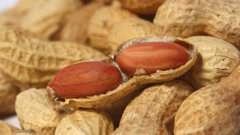 Macadamia Fotolia