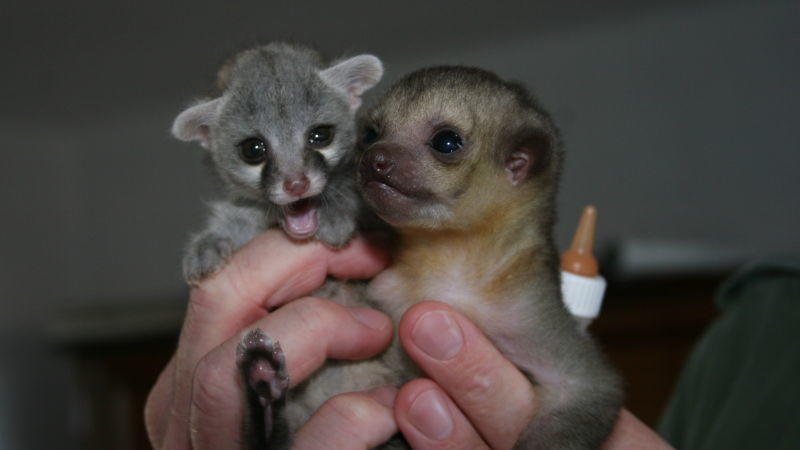 Flirtfaktor Wickelbär Wickelbärbaby und Ginsterkatze. Foto: VOX