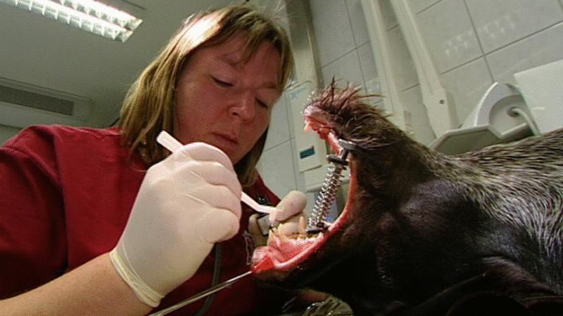 Tierklinik Lüneburg Tierklinik Lüneburg