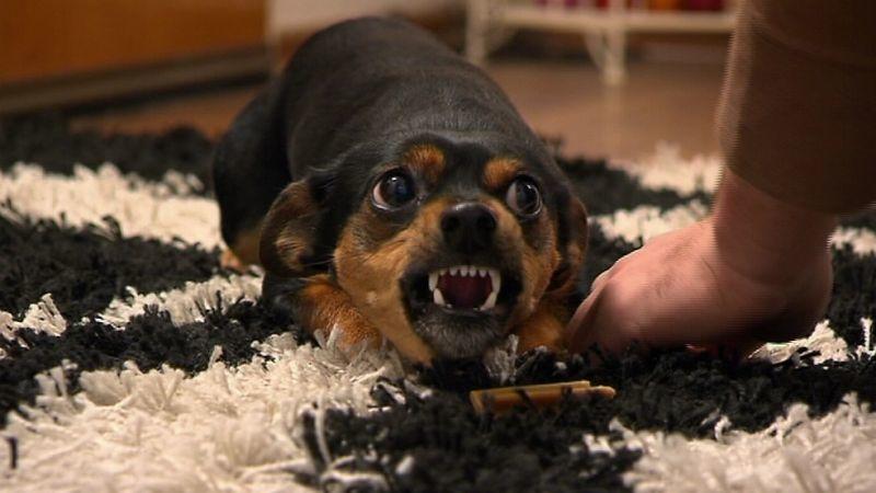 Der Hundeprofi Zwergpinscher Snoopy. Foto: VOX/VP