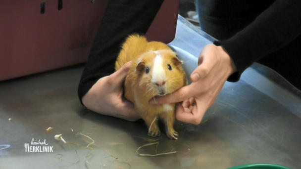 Heuhalm steckte in Auge des Meerschweinchens Heuhalm steckte in Auge des Meerschweinchens