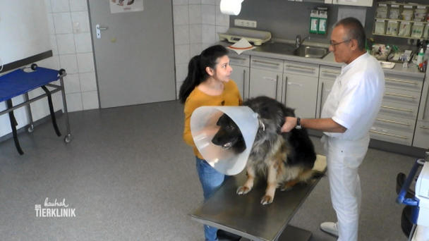 Schäferhund Rambo ist nach Ohren-OP aggressiv Schäferhund Rambo ist nach Ohren-OP aggressiv