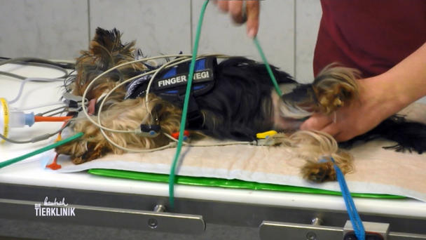 Wird Yorkshire-Terrier Garvin wieder frei laufen können? Wird Yorkshire-Terrier Garvin wieder frei laufen können?