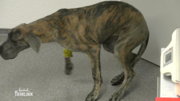 Aufwendige Diagnose für Dogge Wilma Aufwendige Diagnose für Dogge Wilma