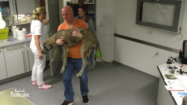 Dogge Wilma kann nicht mehr laufen Dogge Wilma kann nicht mehr laufen