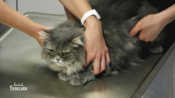 Perser-Kater leidet unter Inkontinenz Perser-Kater leidet unter Inkontinenz