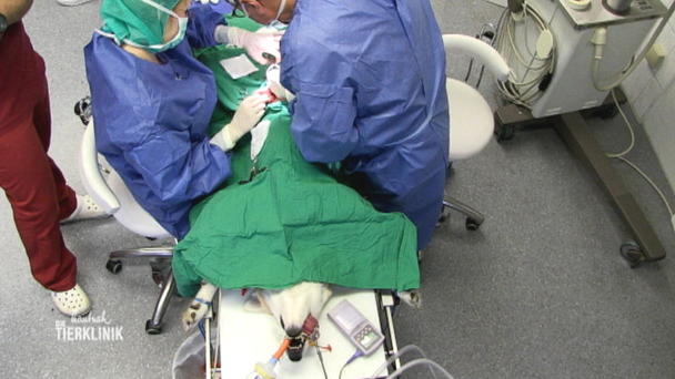 Tumor-OP für Husky-Mischling Tumor-OP für Husky-Mischling