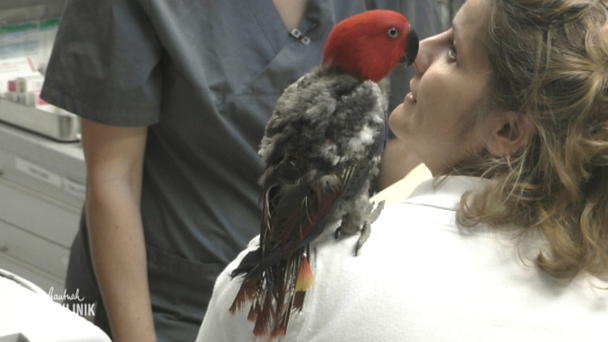 Papagei trauert um Herrchen Papagei trauert um Herrchen