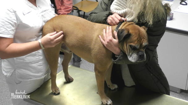 Bulldogge Huutch kann nicht mehr richtig laufen Bulldogge Huutch kann nicht mehr richtig laufen