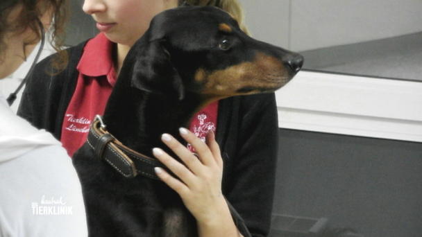 Hund Cisco hat chronische Magen-Darm-Erkrankung Hund Cisco hat chronische Magen-Darm-Erkrankung