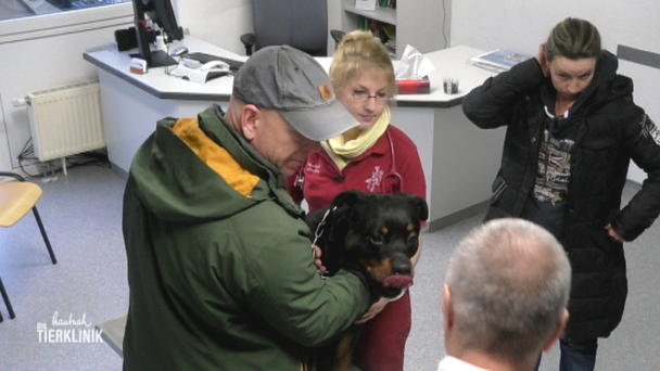 Rottweiler Nero leidet immer wieder an geröteten Augen Rottweiler Nero leidet immer wieder an geröteten Augen