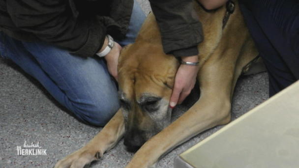Deutsche Dogge mit Umfangsvermehrung an der Pfote Deutsche Dogge mit Umfangsvermehrung an der Pfote