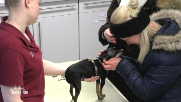Bisswunde bei Kämpfer Balou Bisswunde bei Kämpfer Balou