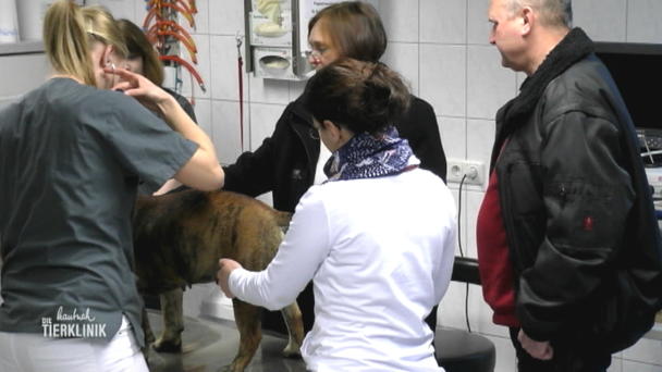 Eigentlich so lebensfrohe Englische Bulldogge ist schlapp Eigentlich so lebensfrohe Englische Bulldogge ist schlapp