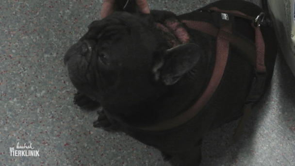 Bulldogge Tamber ist schwer krank Bulldogge Tamber ist schwer krank