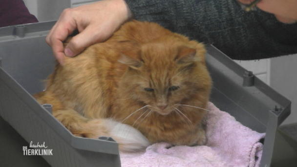 Kater Sardini kommt zum Check-up Kater Sardini kommt zum Check-up