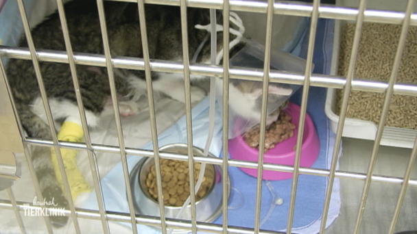Diabetes-Kater darf wieder nach Hause Diabetes-Kater darf wieder nach Hause