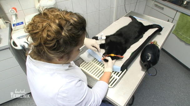 Zahnoperation bei Katze Mine Zahnoperation bei Katze Mine