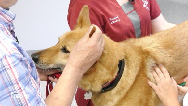 Ronja hat epileptische Anfälle Ronja hat epileptische Anfälle