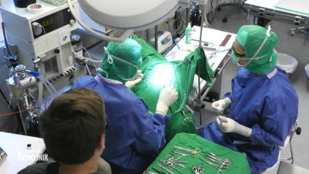 Laserbehandlung bei Hündin Kaja Laserbehandlung bei Hündin Kaja