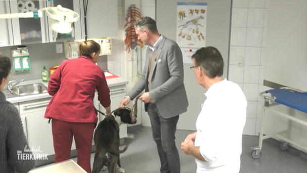 Boxer kommt in die Röhre Boxer kommt in die Röhre