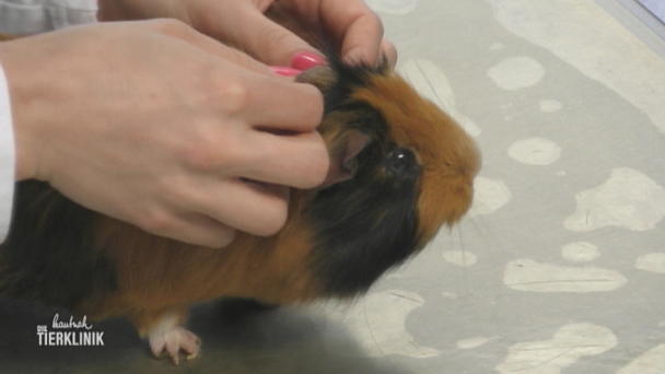 Sorge um Meerschweinchen Freddy Sorge um Meerschweinchen Freddy