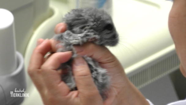 Geschlechtsbestimmung beim Chinchilla-Nachwuchs Geschlechtsbestimmung beim Chinchilla-Nachwuchs