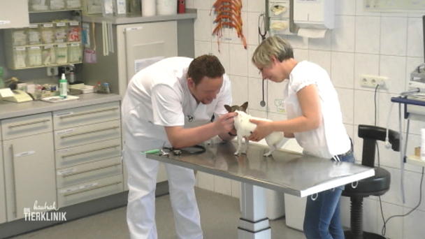 Hunde-Dame mit langer Krankheitsgeschichte Hunde-Dame mit langer Krankheitsgeschichte