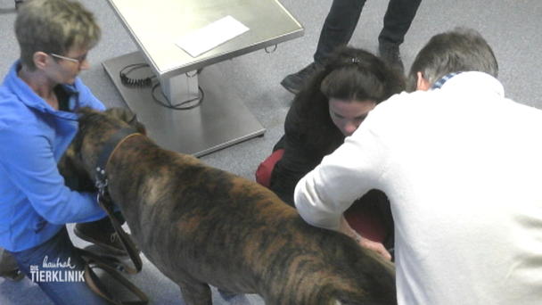 Dogge Wanja lahmt am Hinterbein Dogge Wanja lahmt am Hinterbein