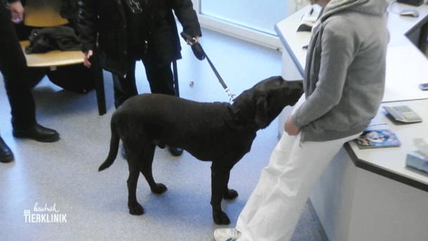 Labrador Daddy verweigert völlig das Fressen Labrador Daddy verweigert völlig das Fressen