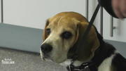 Beagle Benny hat sich am Auge verletzt Beagle Benny hat sich am Auge verletzt