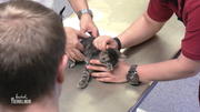 Die Kitten müssen durchgecheckt werden Die Kitten müssen durchgecheckt werden
