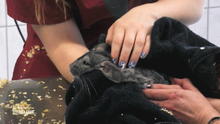 Behandlung der Nagetiere wird zur Herausforderung Behandlung der Nagetiere wird zur Herausforderung