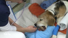 Das Herz des Beagles schlägt zu langsam Das Herz des Beagles schlägt zu langsam