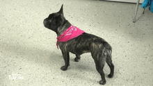 Braucht Bulldogge Mila wirklich eine OP? Braucht Bulldogge Mila wirklich eine OP?