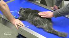 Waldkatze Uno benötigt dringend Hilfe Waldkatze Uno benötigt dringend Hilfe