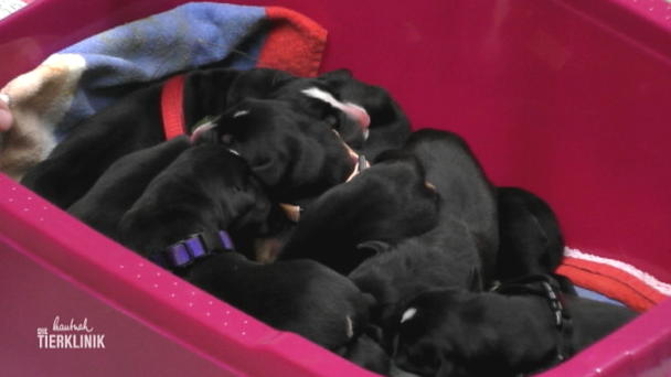 Nicht nur Mama Nala freut sich über diesen süßen Nachwuchs Nicht nur Mama Nala freut sich über diesen süßen Nachwuchs