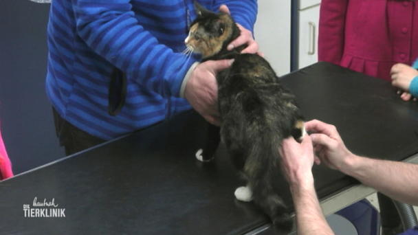 Hat sich Tiffy mit einer anderen Katze geprügelt? Hat sich Tiffy mit einer anderen Katze geprügelt?