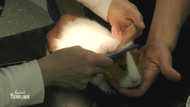 Hautveränderung bei Meerschweinchen Peanut Hautveränderung bei Meerschweinchen Peanut