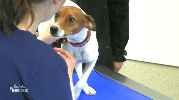 Terrier Mischling humpelt Terrier Mischling humpelt