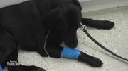 Hat Labrador-Mischling Bommel einen Pankreatitis-Schub? Hat Labrador-Mischling Bommel einen Pankreatitis-Schub?